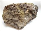 Limestone Rock with Crinoid Fossils From Twiston, Lancashire.