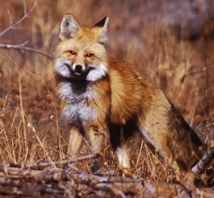 Sierra_Nevada_Red_Fox,_Lassen_Volcanic_National_Park-_Keith_Slausen_USFS_2002