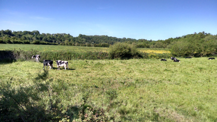 Irish Cows are Mooing.jpg
