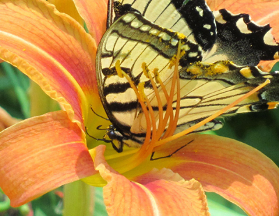 8-lilybutterfly-8x10-400