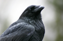 quote-the-raven-1475620