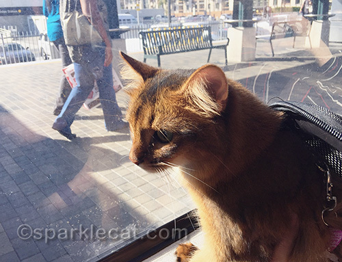 Somali cat on the L.A. Metro Rail