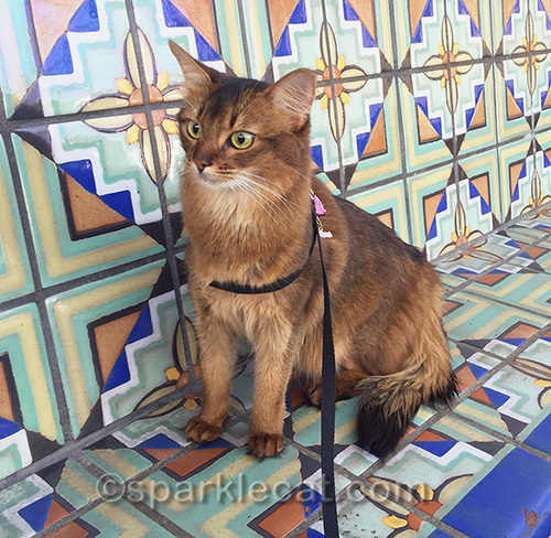 Somali cat in Union Station Courtyard