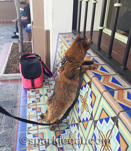somali cat peeping through window in Union Station courtyard