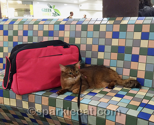 Somali cat on tile bench at Union Station