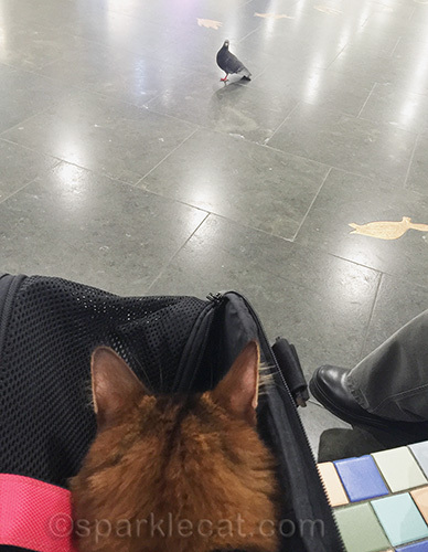 Somali cat watches pigeon at Union Station
