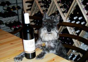 Otis the Wine Dog