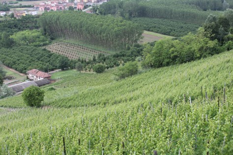 The Cigliuti family's west-facing vineyards on the Bricco di Neive