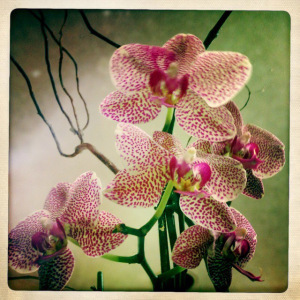 Image 2 - orchid