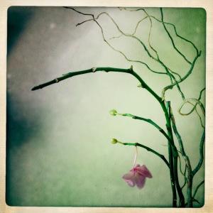 Image 4 - orchid two