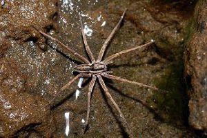 fishing spider