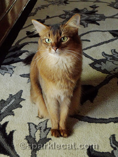 somali cat posing for a photo