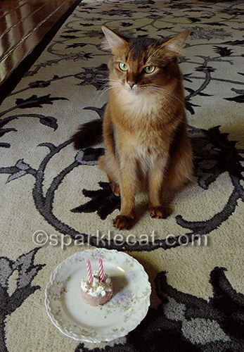 somali cat with birthday cake