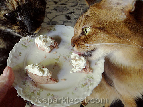 somali cat and tortoiseshell cat eat birthday cake