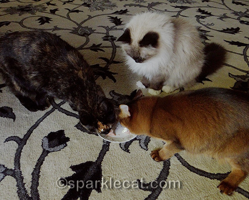 tortoiseshell cat, Somali cat, and Ragdoll cat all eating