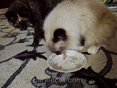Tortoiseshell cat hovering while ragdoll cat eats