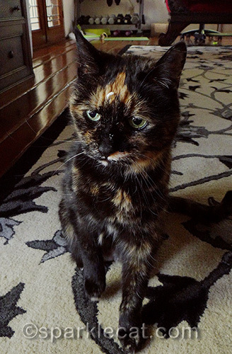 tortoiseshell cat with whipped cream on her forehead.