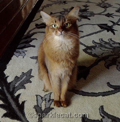 serious Somali cat posing for a photograph
