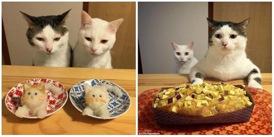 cats-food-table