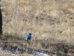 mountain bluebird