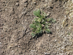 early cinquefoil