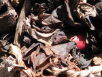 early rhubarb