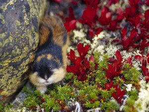 lemming_cute