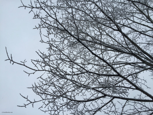 Tree branches in the snow