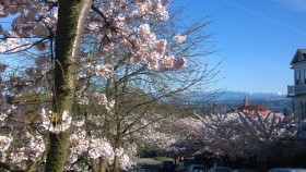 streetofcherryblossomscaphill