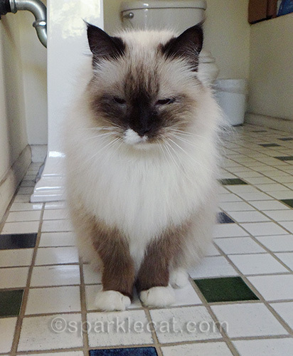 Ragdoll cat after being groomed