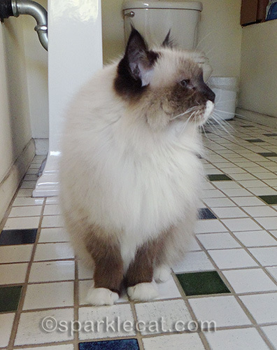 Ragdoll cat not looking at camera