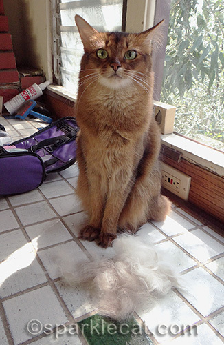 somali cat posing with ragdoll cat's fur