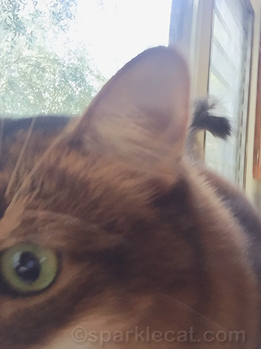 somali cat eye and ear