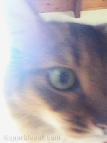 blurry closeup photo of a somali cat