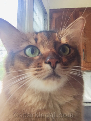 bad closeup of Somali cat