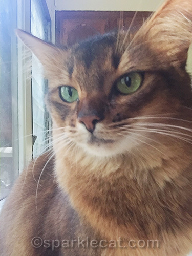 selfie portrait of Somali cat