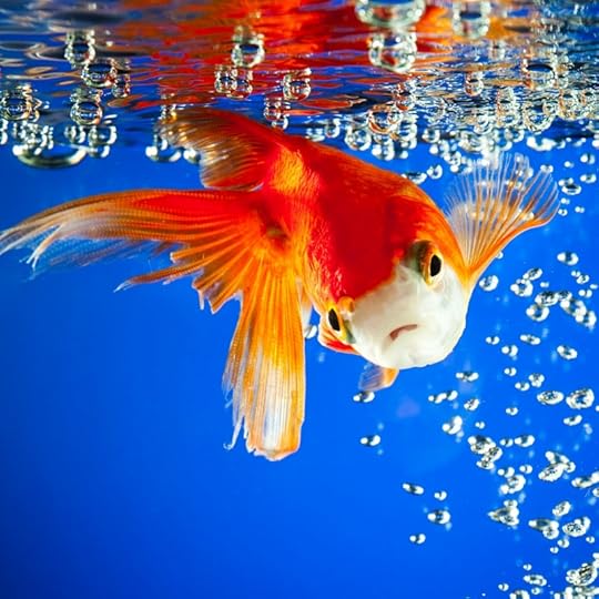 fishtank.jpg