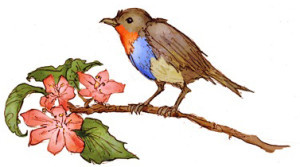 robin-1