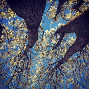 Cottonwoodflowers