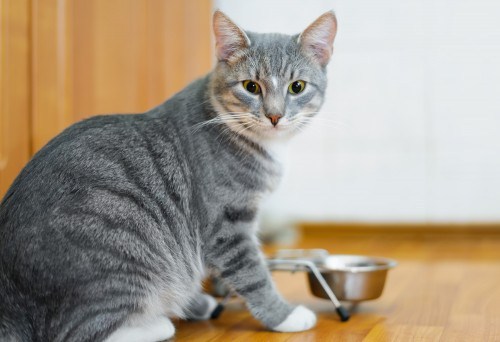 cat-mealtime