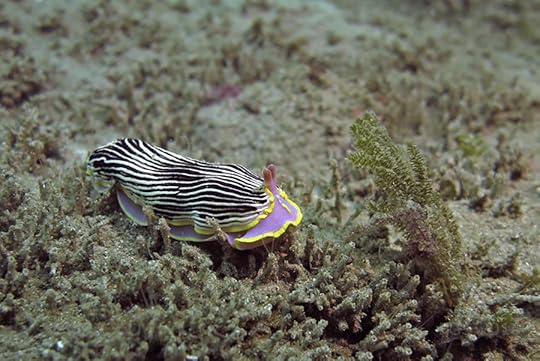 Armina_8034 - 2ps-900