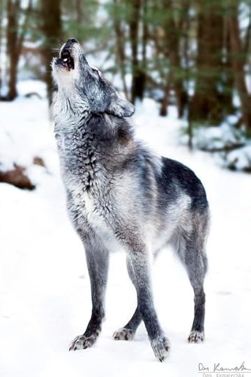 Gray Wolf: 