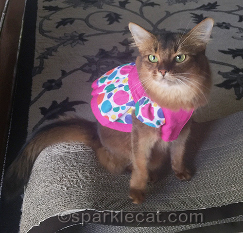 somali cat wearing birthday dress