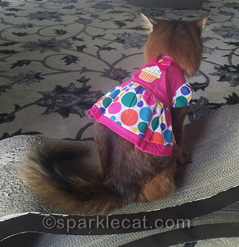 somali cat showing off back of birthday dress