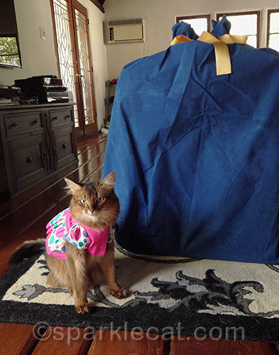 somali cat in dress poses with big blue wrapped package.