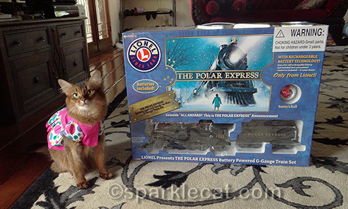 somali cat poses with brand new train set