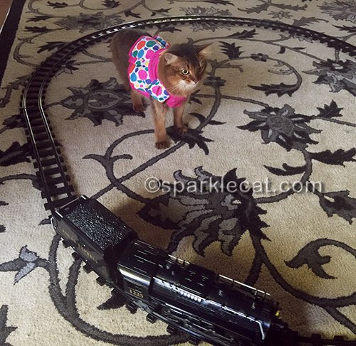 somali cat looks at assembled train set