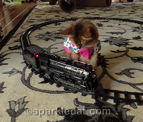 somali cat watches toy train on tracks