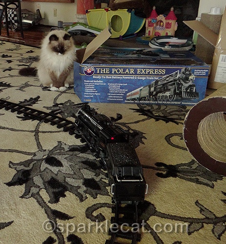 ragdoll cat looks at toy train