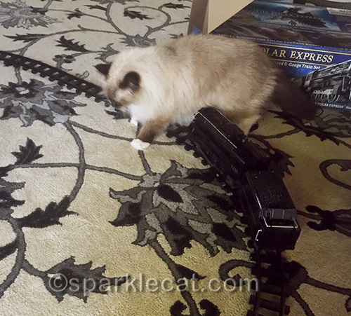 ragdoll cat gets in toy train accident